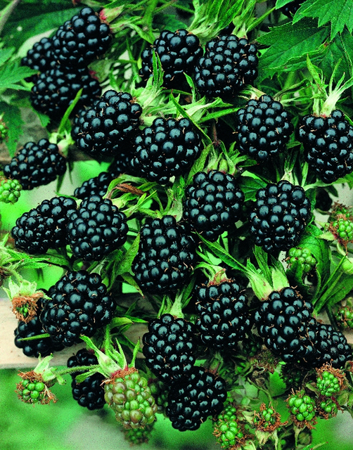 MÃ»rier sans Ã©pines (Rubus ulmifolius)