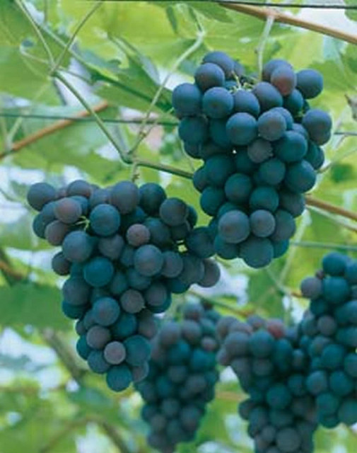 Raisin Bleu