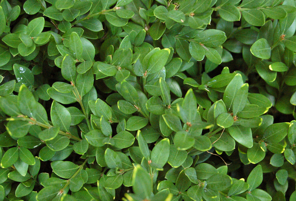 Buis Buxus haute 30 cm incl. pot