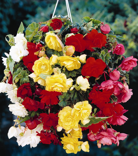 Begonia Pendula Melange