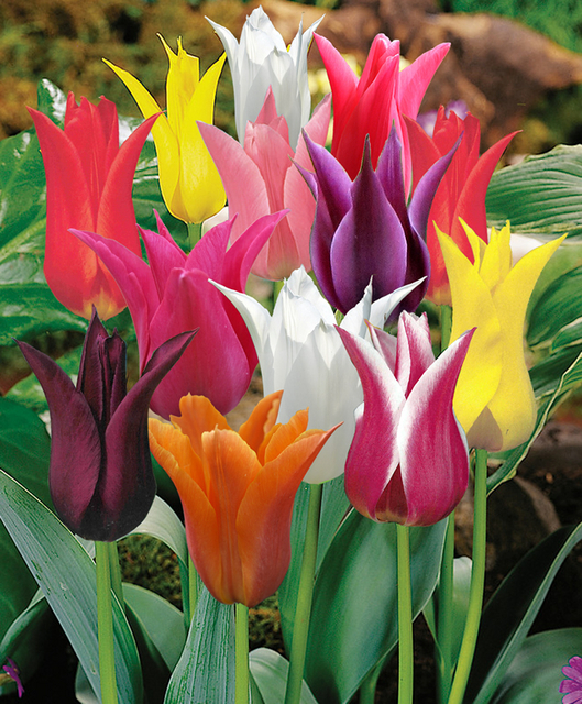 Tulipes Fleur de Lys en MÃ©lange