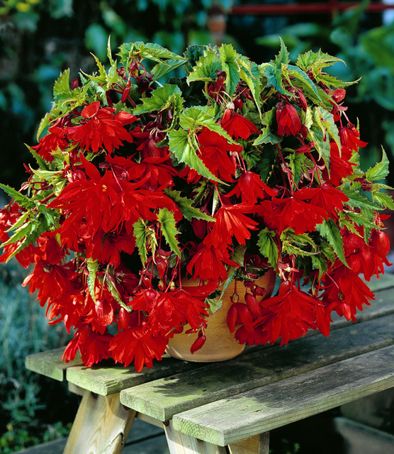 Begonia pendula rouge