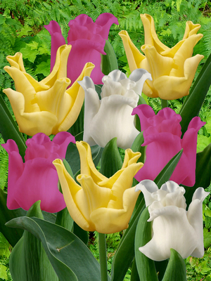 Mélange Tulipa Crown mix
