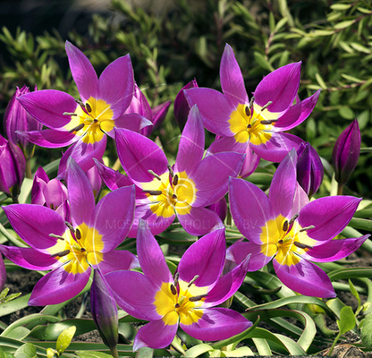 Tulipe Pulchella Eastern Star