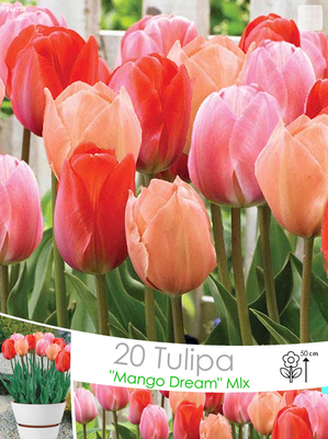 Mélange de Tulipe Mix Mango