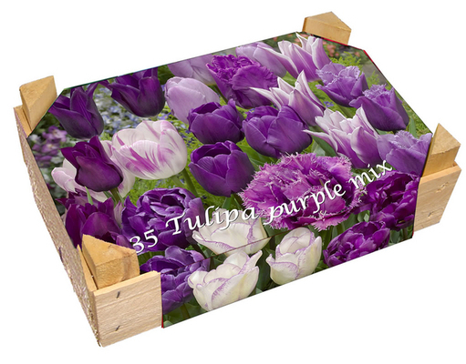 Caisse de Tulipes Mauves en mélange