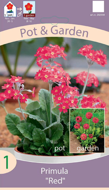 Primula Denticulata Rouge