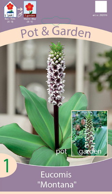Eucomis « Montana »