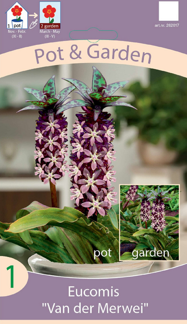 Eucomis « Van des Merwei »