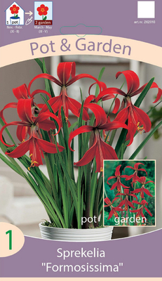 Sprekelia Formosissima