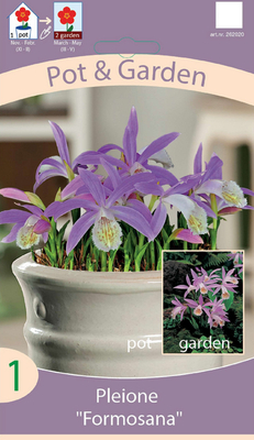 Pleione Formosana