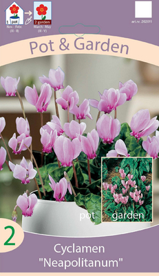 Cyclamen Neapolitanum