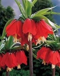 Fritillaire ImpÃ©riale Rubra Maxima