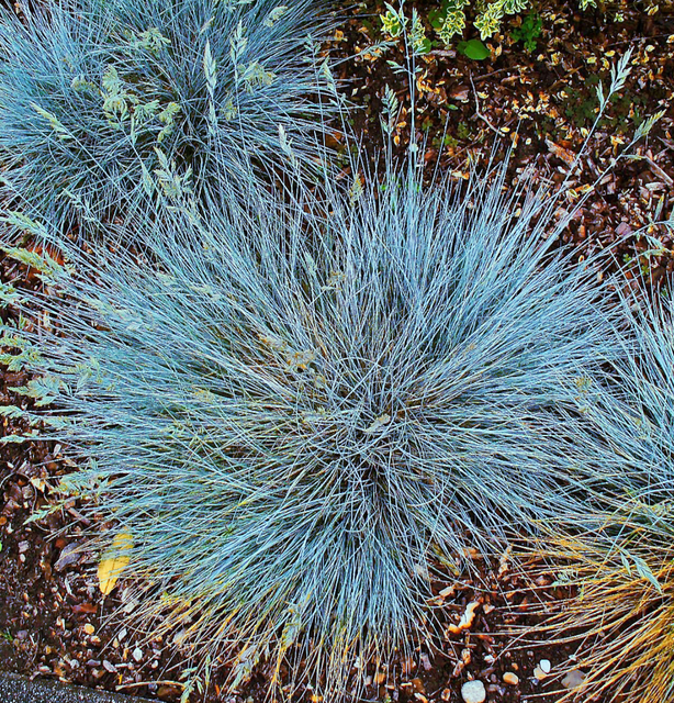 FÃ©tuque bleue (Festuca glauca Â« Elijah Blue Â»)