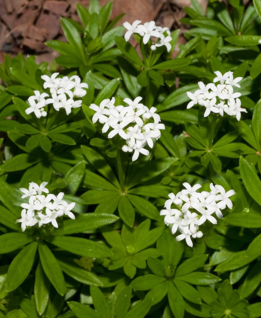 AspÃ©rule odorante (Galium odoratum)