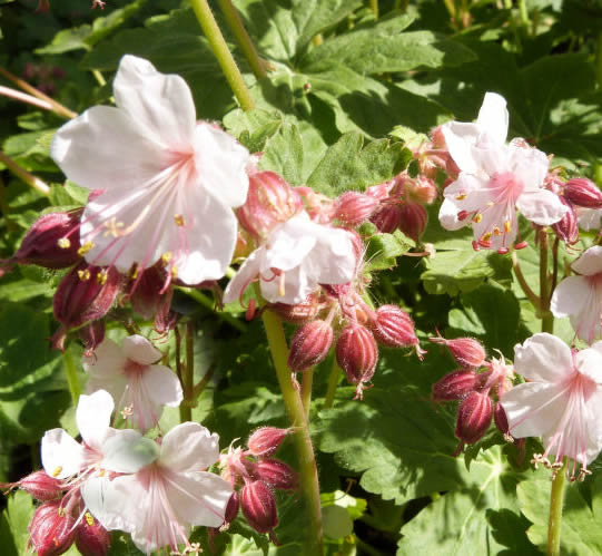 GÃ©ranium Ã  grosses racines Spessart - Geranium Macrorrhizum