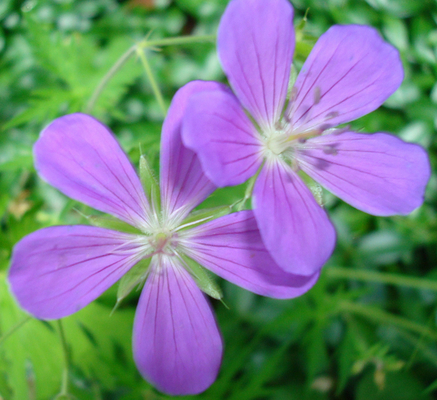 Geranium Nimbus