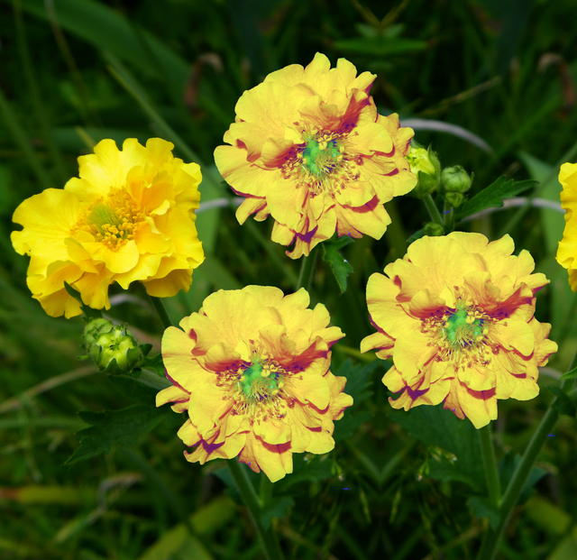 Benoite Â« Lady Stratheden Â» (Geum chiloense)
