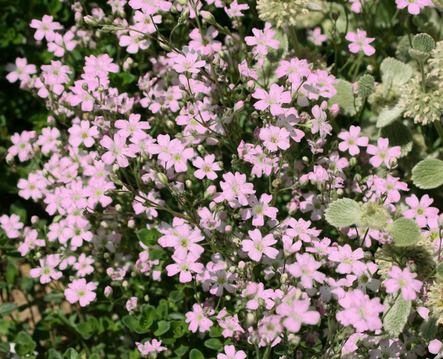 Gypsophile rampant - Gypsophila repens Rosea