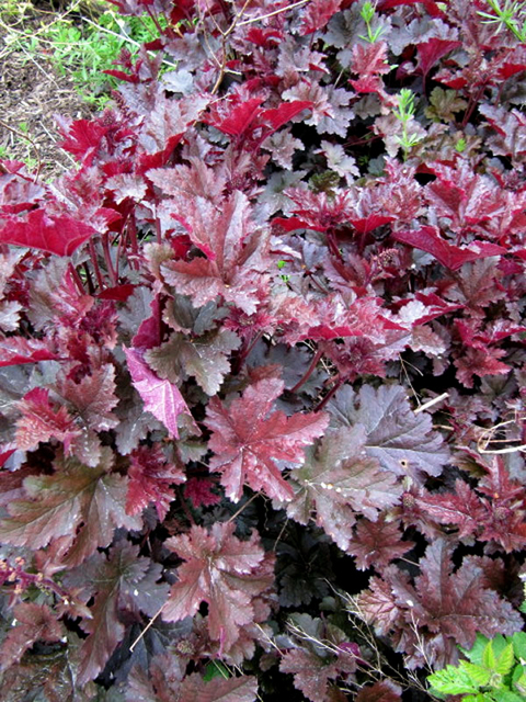 HeuchÃ¨re Â« Can can Â» (Heuchera)