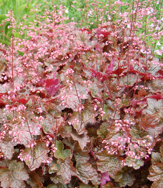 HeuchÃ¨re Â« Rachel Â» (Heuchera)