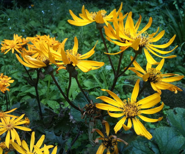 La Ligulaire Â« Othello Â» (Ligularia dentata)