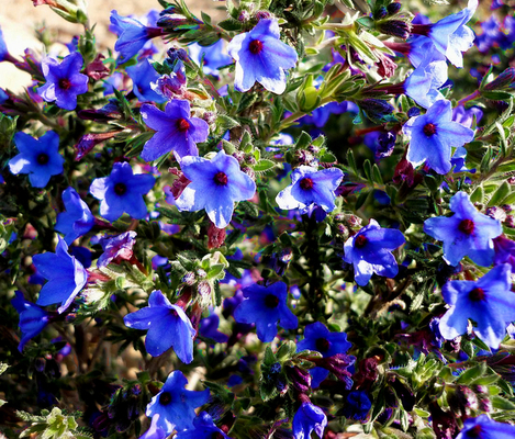 Grémil « Heavenly Blue » (Lithodora diffusa « Heavenly Blue »)