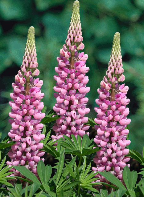 Lupin Â« Gallery Pink Â» (Lupinus)