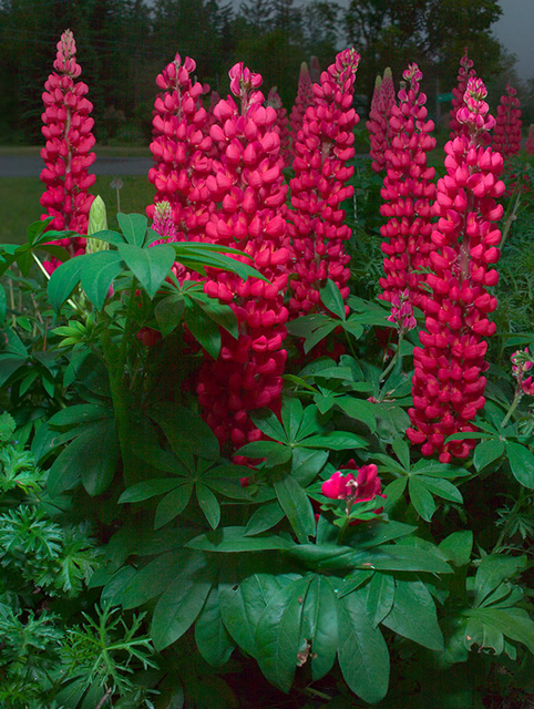 Lupin Â« Gallery Red Â» (Lupinus)