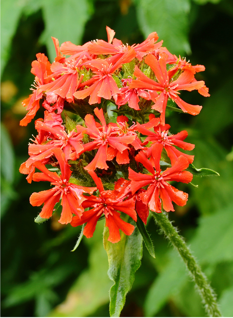 La croix de Malte Â« Vesuvius Â» (Lychnis arkwrightii)