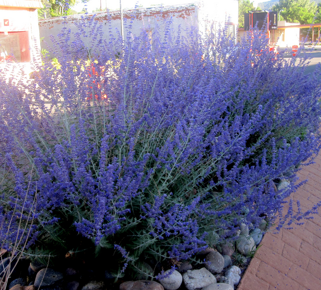 Sauge dâAfghanistan Â« Blue Shadow Â» (Perovskia atriplicifolia)