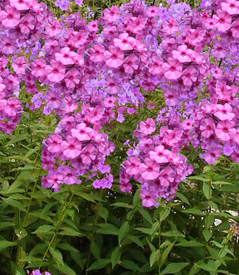 Phlox paniculata « Amethyst »