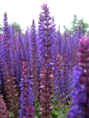 Salvia nemerosa « Ostfriesland » (Sauge nemerosa)