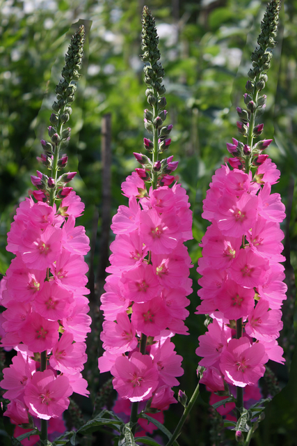 Sidalcea oregana Brilliant
