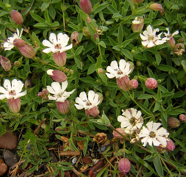 La SilÃ¨ne maritime (Silene maritima)
