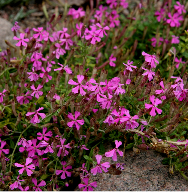 La SilÃ¨ne (Silene schafta Â« Splendens Â»)