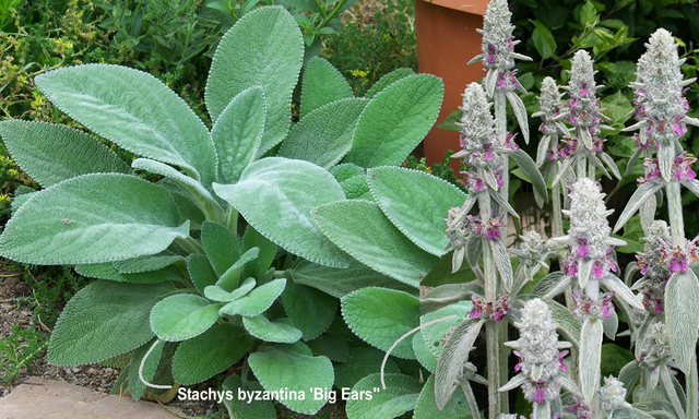 LâOreille de Lapin Byzantina - Stachys Byzantina