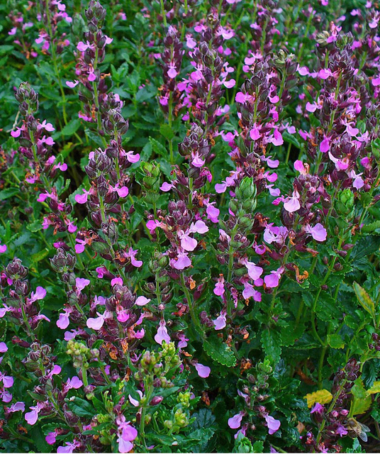 GermandrÃ©e petit chÃªne (Teucrium chamaedrys)