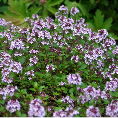 Thym serpolet (Thymus serpyllum)