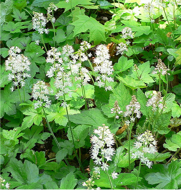 Tiarelle CordifoliÃ©e (Tiarella Cordifolia)
