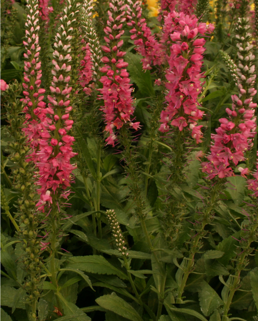 La VÃ©ronique en Ã©pis Â« Rotfuchs Â» (Veronica spicata)