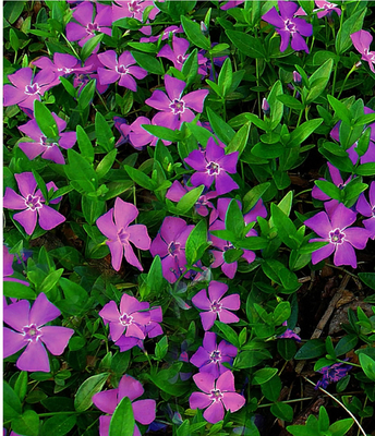 Petite Pervenche pourpre (Vinca minor « Atroppurpurea »)