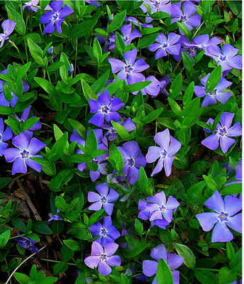 Pervenche commune (Vinca minor)