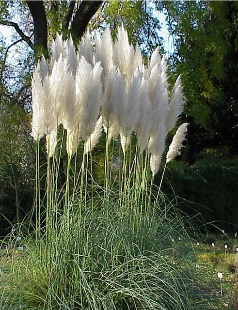Herbe de Pampa Pumila - Cortaderia selloana