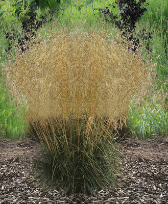 Deschampsia cespitosa « Bronzeschleier » (Canche cespisteuse)