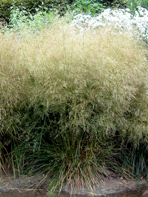 Deschampsia cespitosa Â« Goldtau Â» (Canche cespisteuse)