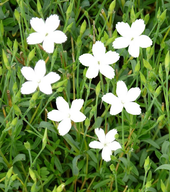 Oeillet Ã  delta Â« Albiflora Â» (Dianthus deltoides)
