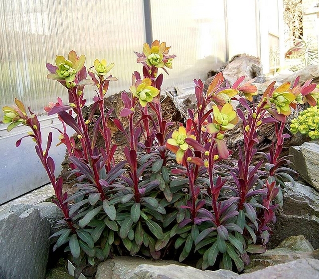 Euphorbe des bois (Euphorbia amygdaloides Â« Purpurea Â»)