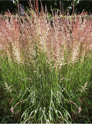 Molinia arundinacea « Karl Foerster »