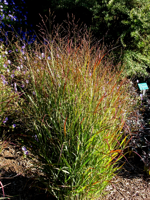 Le Panic effilÃ© Â« Rotstrahlbusch Â» (Panicum virgatum)